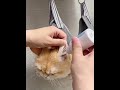🐾トリマー代節約!おうち美容が楽になる神ハンモック #ペット用品 #petlife