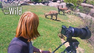 Filming Ibex up close and personal | Moments in the Wild