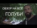 ОБЗОР НА ВСЕ: Голуби!