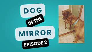 Dog in the Mirror: Episode 2