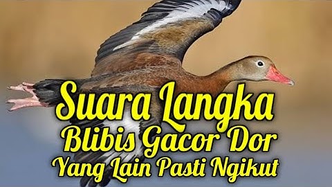 MASTERAN BLIBIS GACOR Nrecet Panjang Suara Jernih
