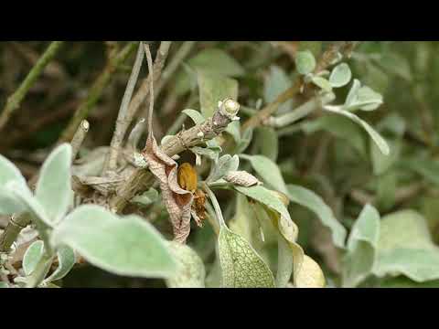 How to prune Jerusalem sage, Phlomis fruticosa.