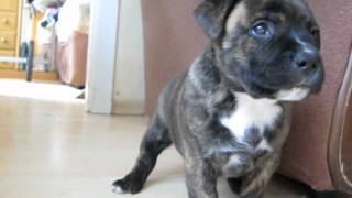 Lord Step-Staff Bully