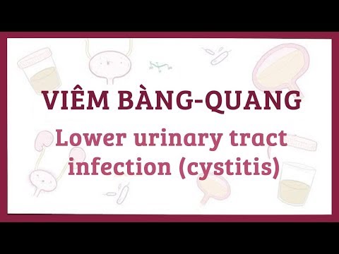 Video: Nhiễm Trùng Do Vi Khuẩn (B.nchiseptica) ở Mèo