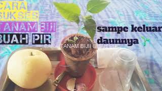 Download lagu Cara sukses tanam biji buah pir sampe keluar daunnya-anti gagal
