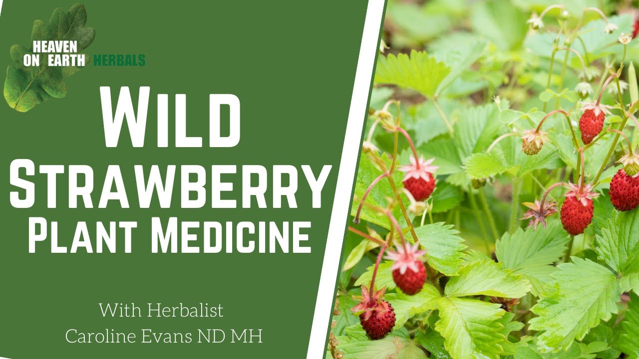 Wild Strawberry 🍓,  medicine comes in all shapes and sizes @CarolineEvansHerbalist