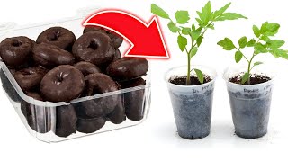 Buy Donuts for Gardening? The Unexpected Key to Extending Your Season