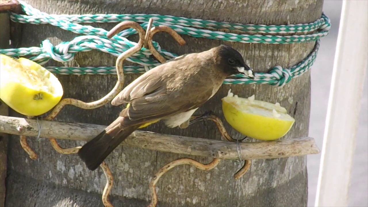 Dark-capped Bulbul filling up and feeding 