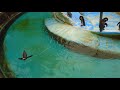 高岡古城公園動物園のペンギン の動画、YouTube動画。