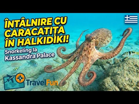 Snorkeling în Kassandra: Aventură subacvatică la Kassandra Palace, Halkidiki 🐠🇬🇷 thumbnail