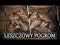 LESZCZOWY POGROM na FEEDER z KOSZYCZKIEM