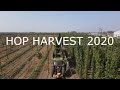 Hop Harvest 2020 - How Hops are Harvested and Processed