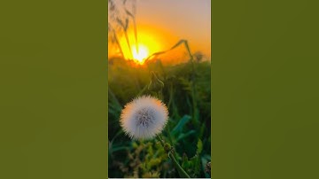 من قرأ سورة الاخلاص ثلاث مرات فكأنما ختم القرآن ✨