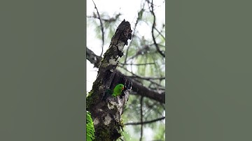 Hai burung serindit lucu