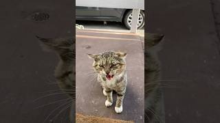 Wild Attitude Feral Cat Benny “Don’t Interrupt Dinner!”