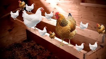 How much Space does a Chicken Need for their Roost | How Wide should a Chicken Perch be?