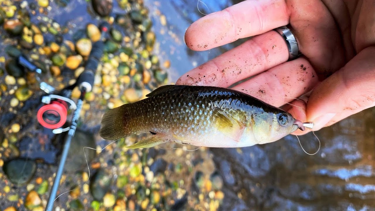 Monster Mummichog on Rod + Reel 1/6/23 While Targeting White Perch on Long Island