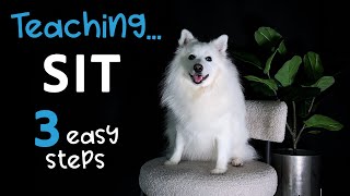 HOW TO...Teach Your DOG to SIT in 3 Easy Steps