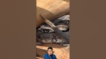 Dọn nhà kho gặp rắn đuôi chuông khổng lồ #snake