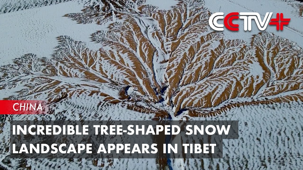Snow Tree Shape Incredible Tree-shaped Snow Landscape Appears in Tibet - YouTube