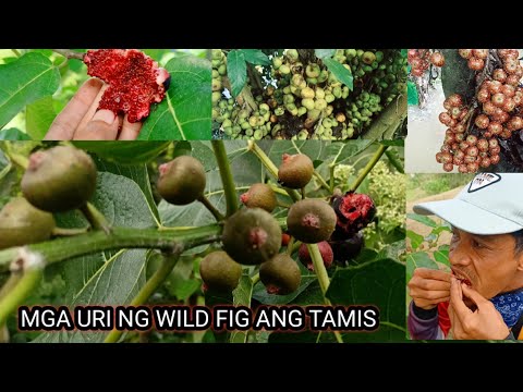 Video: Wild apple tree: isang paglalarawan ng puno at mga prutas. Posible bang mag-graft ng ligaw na puno ng mansanas