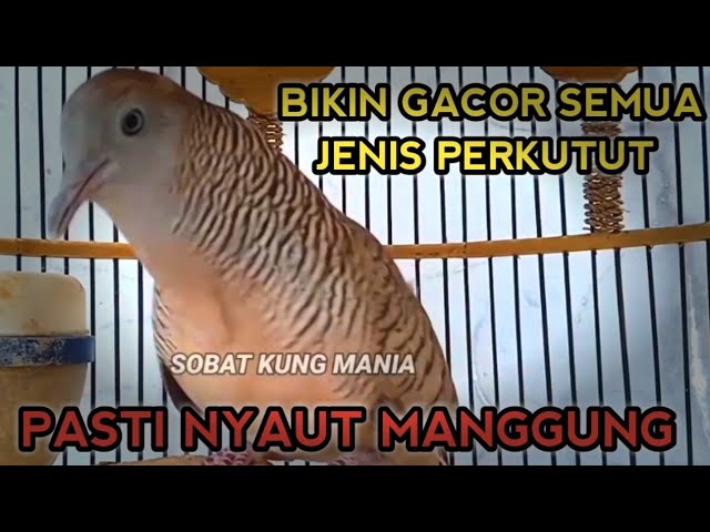 PANCINGAN PERKUTUT CROSSING GACOR - LANGSUNG NYAUT class=