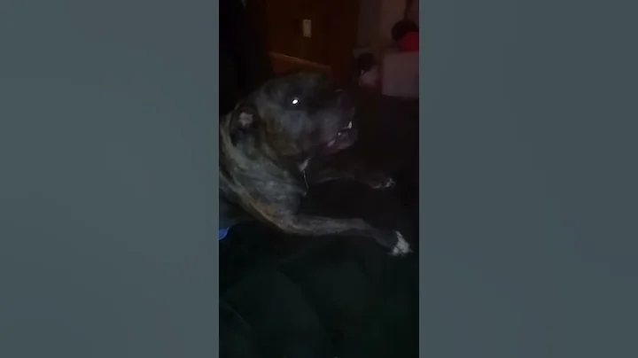Is my dog dead?