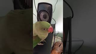 #parrot#viralvideo