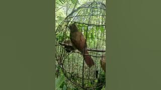 pikat burung cek jenggot