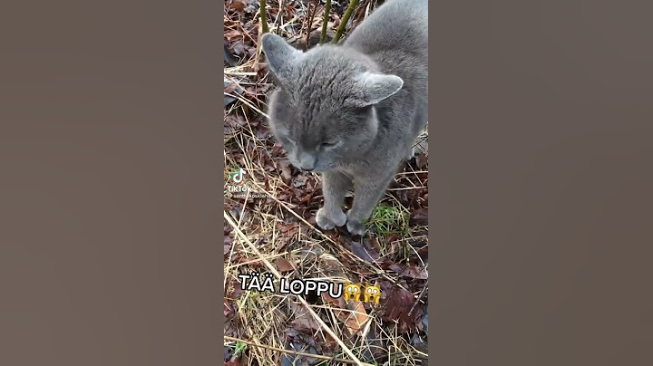 Puhuva Kissa!!🙀😻