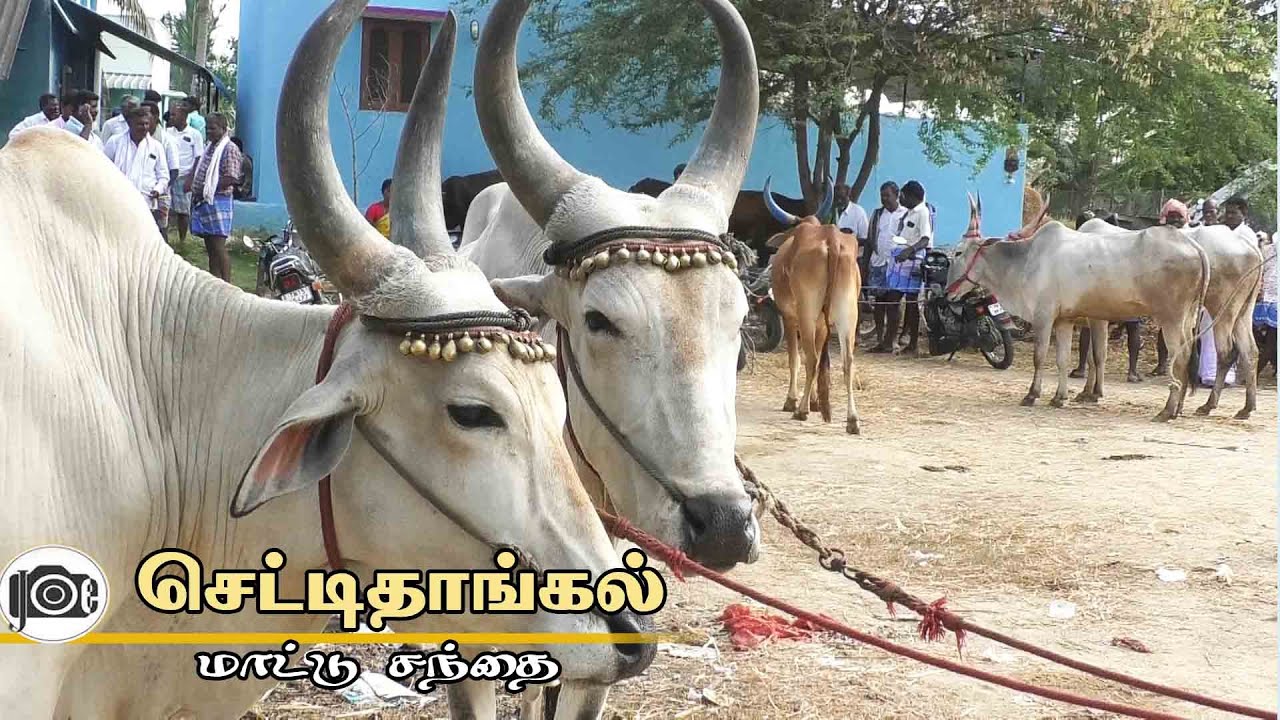 Chettithangal mattu santhai | செட்டிதாங்கல் மாட்டு சந்தை