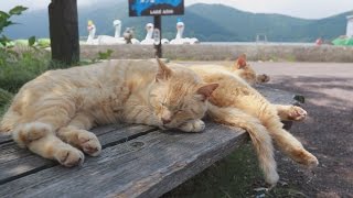 吾輩は「管理職」ニャのだ！　箱根・芦ノ湖の看板猫