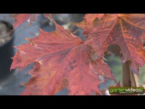 Video: Spitzahorn 