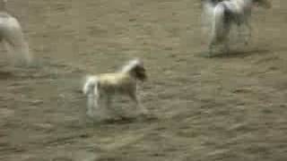 Baby Miniature Horse On The Loose