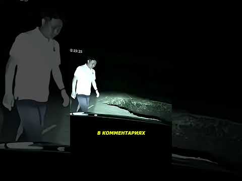 Животное спасло водителя в последний момент