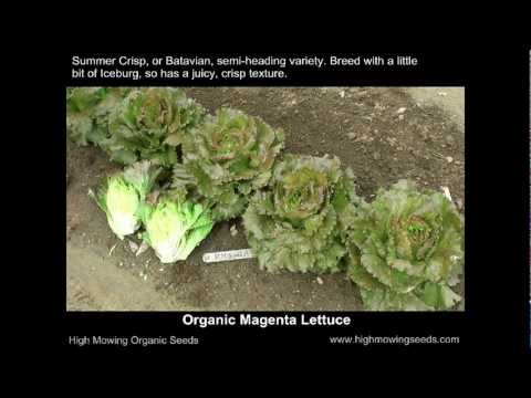 Wideo: Roślina sałaty „Magenta” – dowiedz się więcej o uprawie nasion sałaty magenta