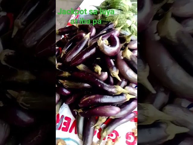 jackpot sa luy-a 110 Ang presyo talong 40 ampalaya 70 #subscribe #viral #trending #shorts #short class=