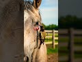 Oxpecker Bird Helps Horse Heal a Swollen Eye 🐴🐦 #shorts #animalrescue #animals #horse