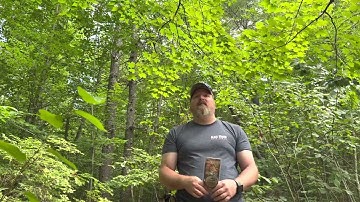 Black Widow Deer Lures Scrape  Beads