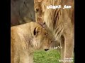 شوف لاسد في هيبته باس لبوه