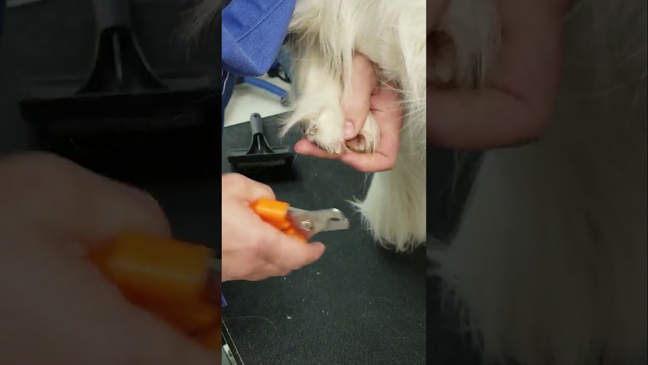 Dog Grooming Tips Nail Trimming YouTube