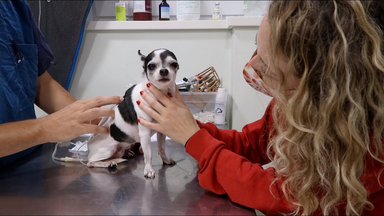 IL MIO CUCCIOLO QUEEN SI E' AMMALATO