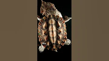 Matamata | endangered species