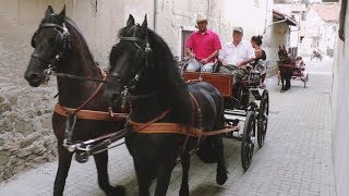 Horse Carriage Parade