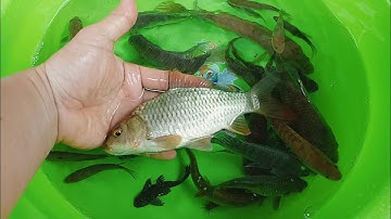 Các Loại Cá . Cá Chép Cá Diếc Cá Rô Đồng Cá Rô Phi Cá Trê Cá Dọn Bể Cá Trạch Cá Lóc Cá Da Trơn carp.