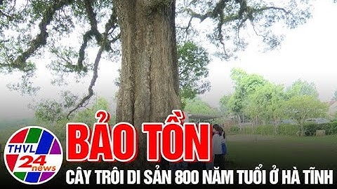 Bảo tồn cây trôi di sản 800 năm tuổi ở Hà Tĩnh