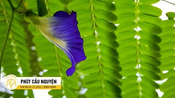 Phút Cầu Nguyện, Thứ Ba 02/11/2021: Trần Gian Là Cõi Tạm