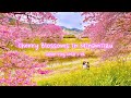 Cherry blossoms in minamiizu  minami no sakura  japan vlog