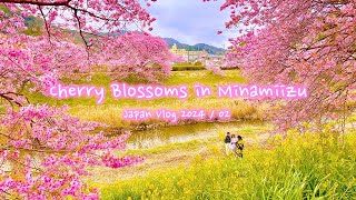 Cherry blossoms in Minamiizu | Minami no sakura | Japan vlog