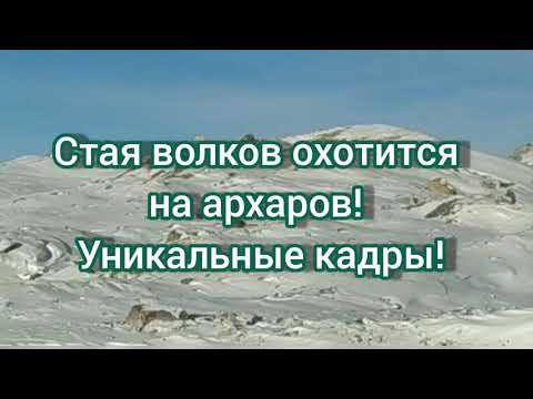 Уникальные кадры охоты стаи волков на архаров. Охота волка 2021